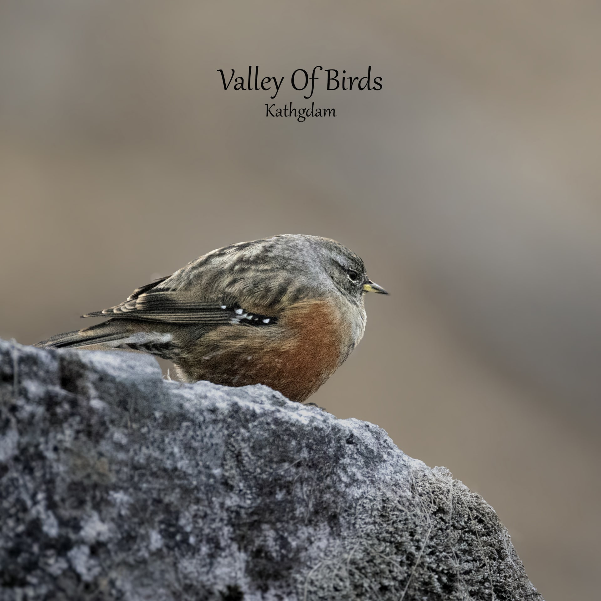 Alpine accentor | Tungnath
