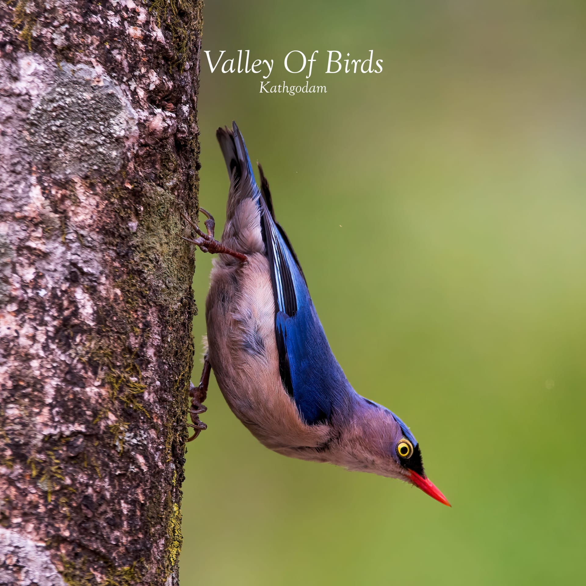 Kathgodam Birding Tour photo 21