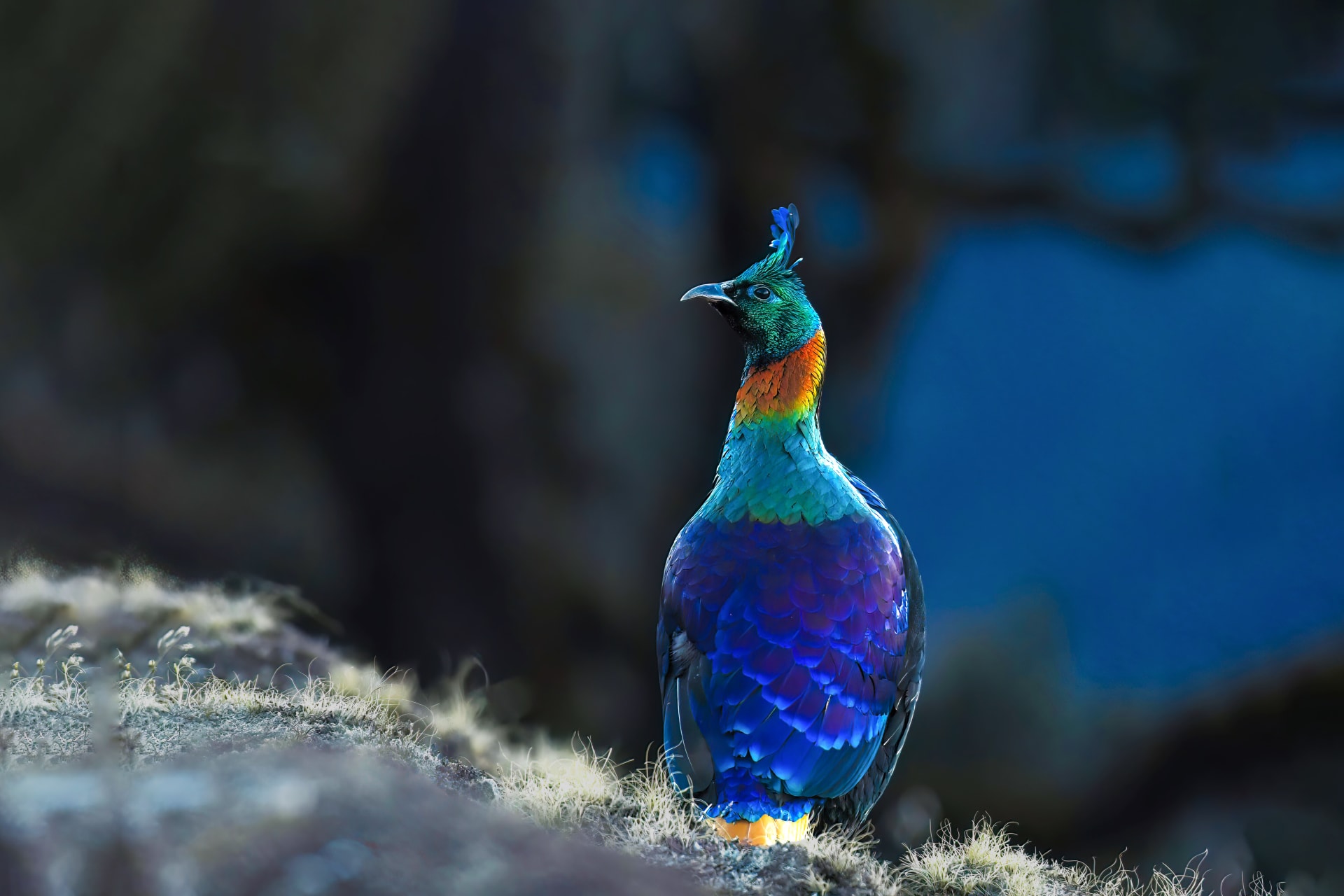 Himalayan Monal