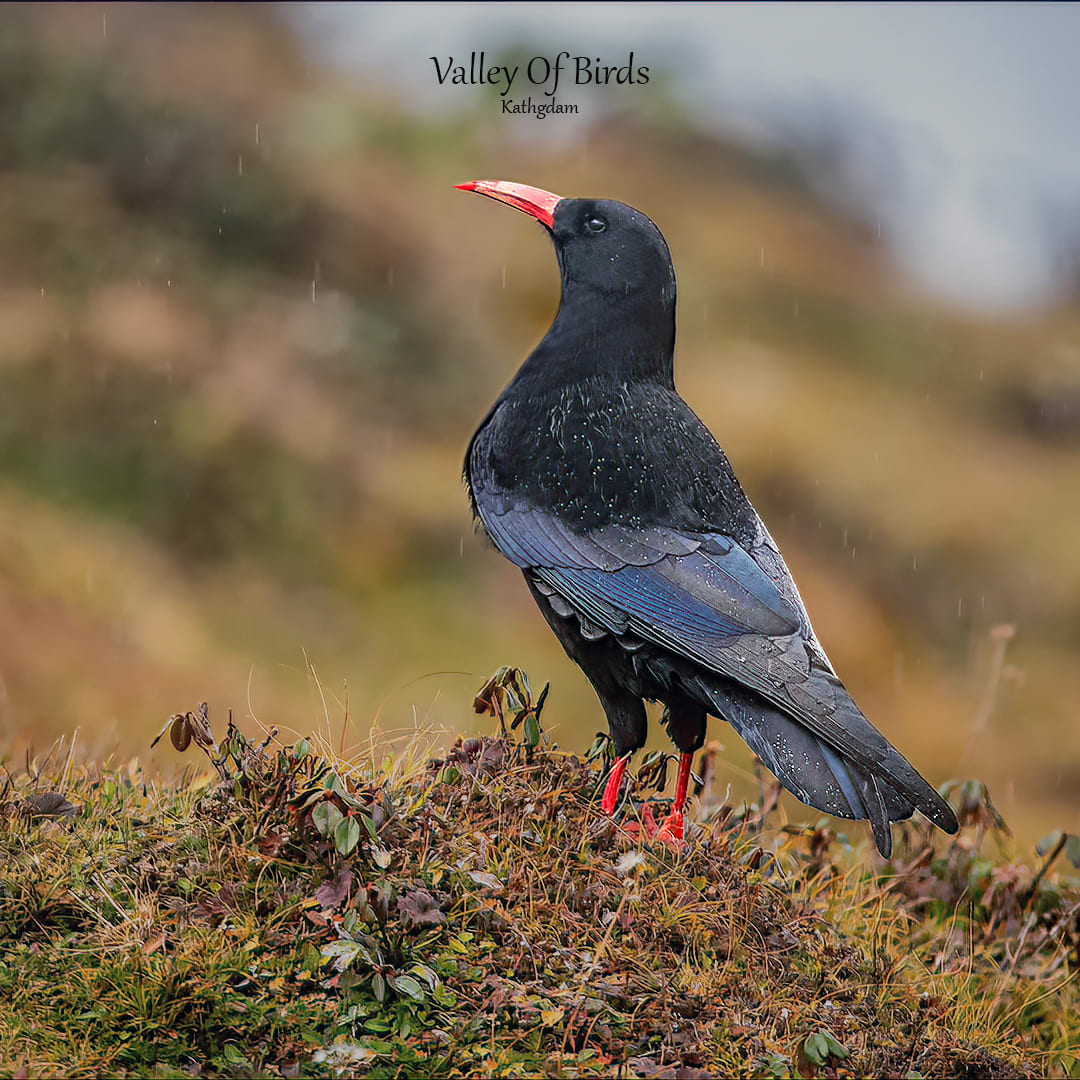 Red-billed chough| Tungnath
