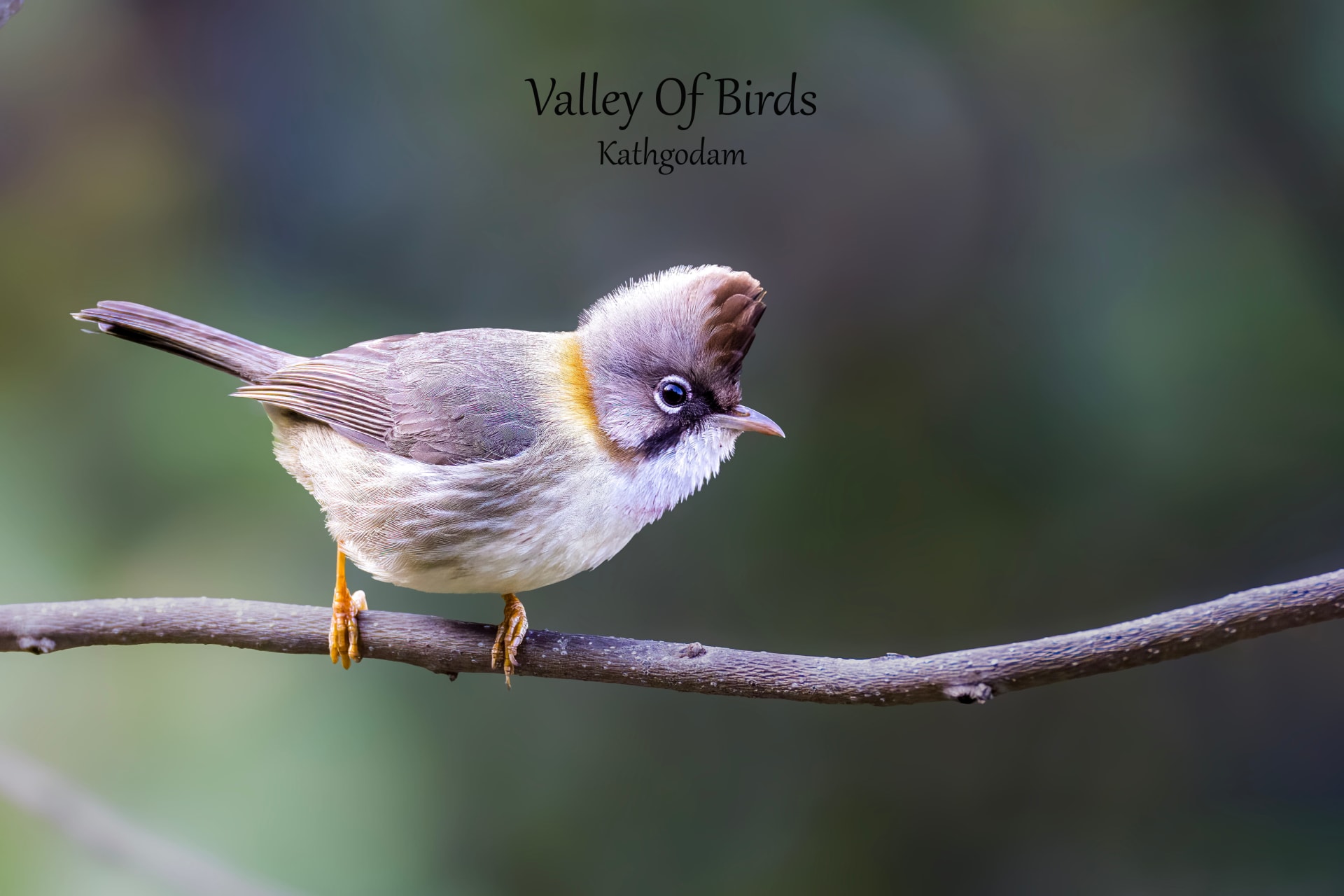 Kathgodam Birding Tour photo 2