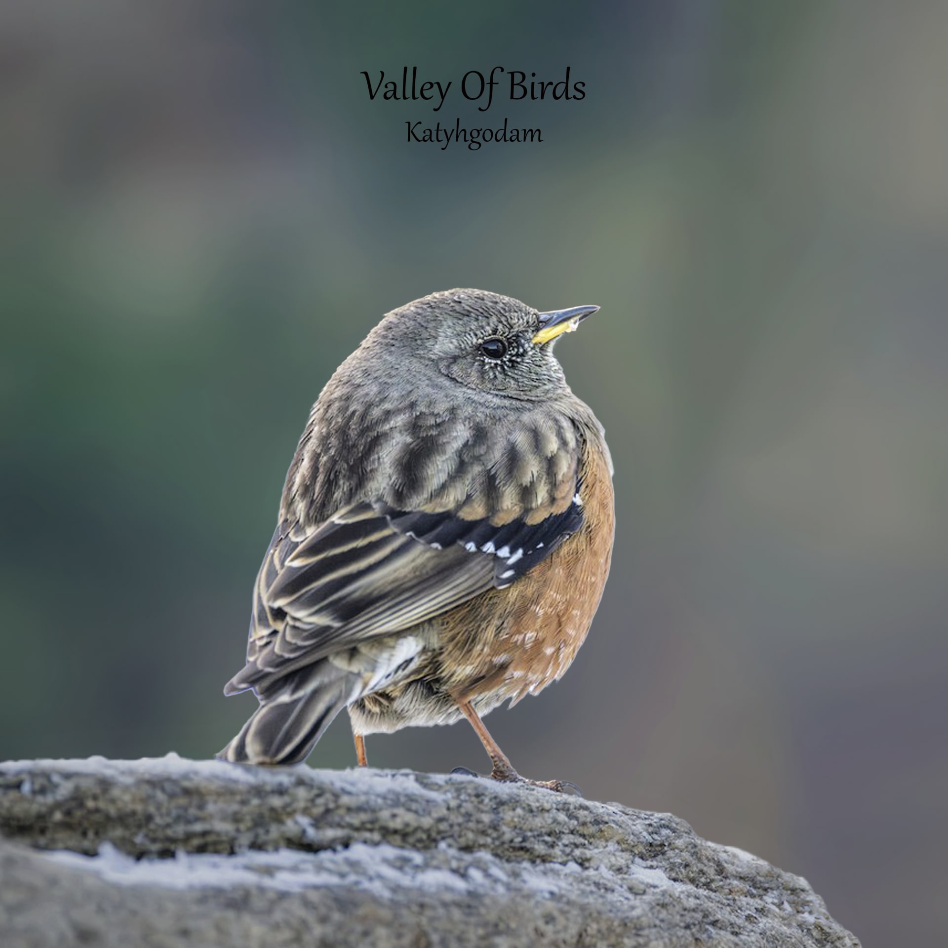 Alpine accentor | Tungnath