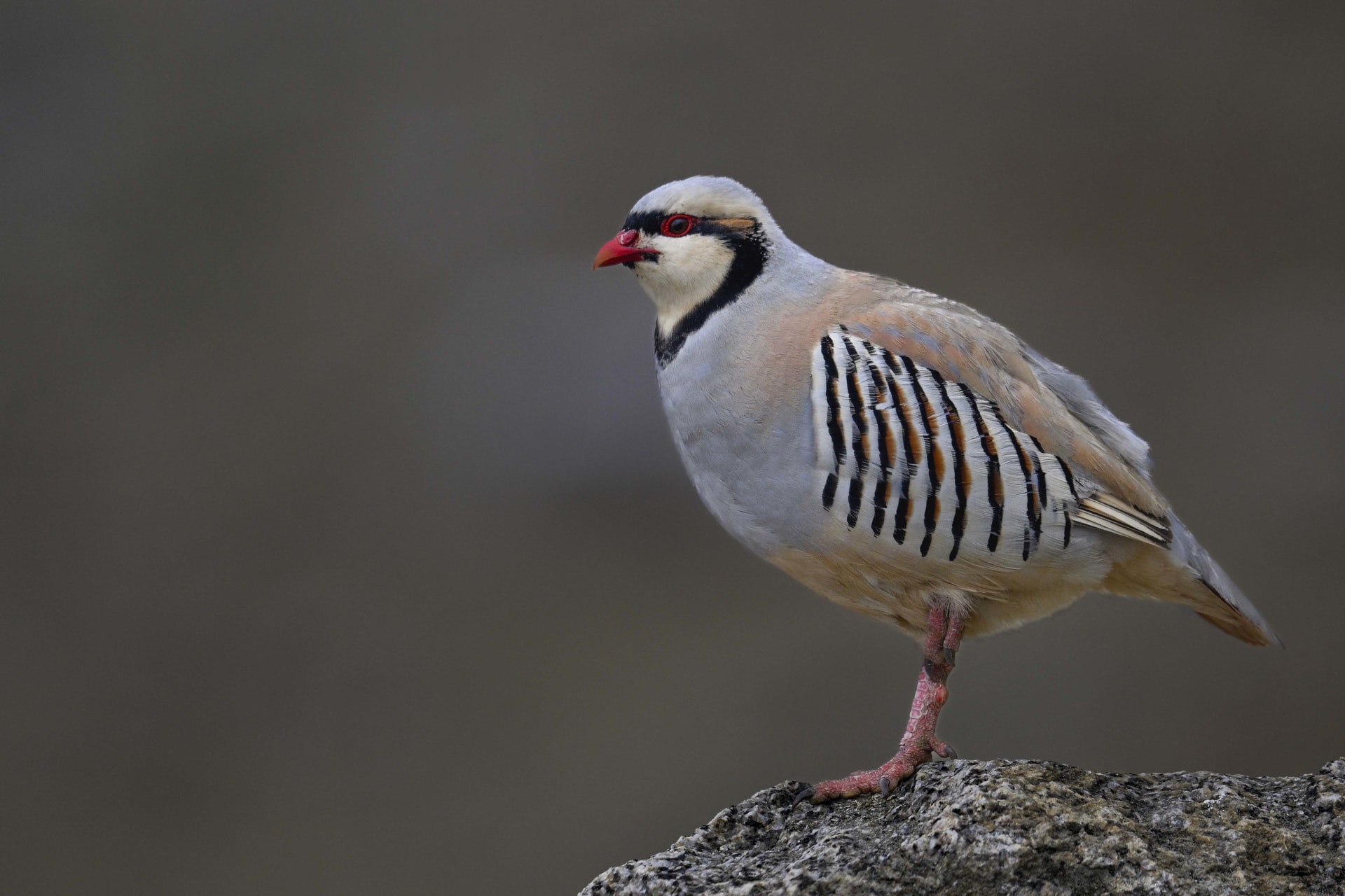 Chukar