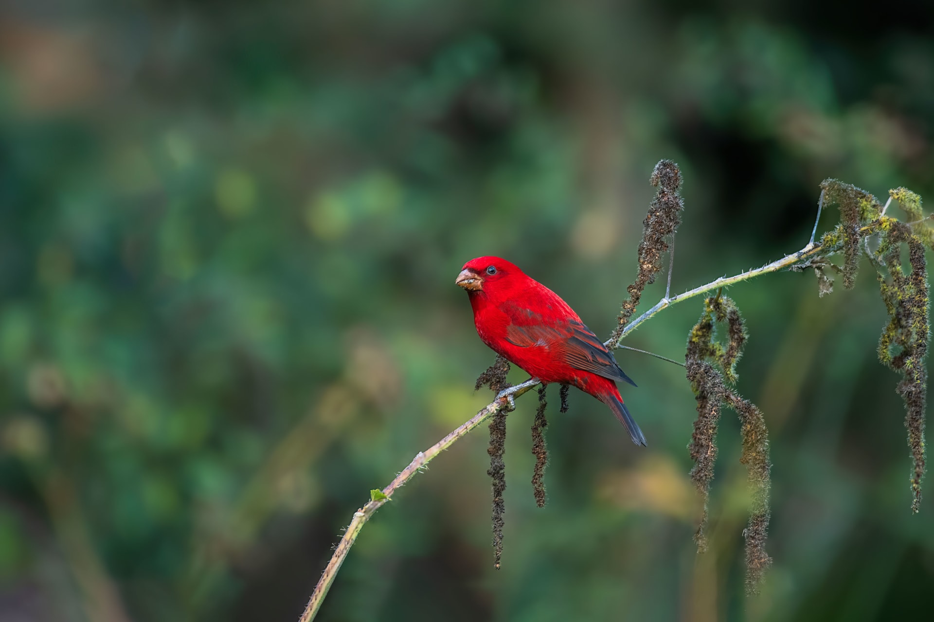 Scarlet finch | Mandal