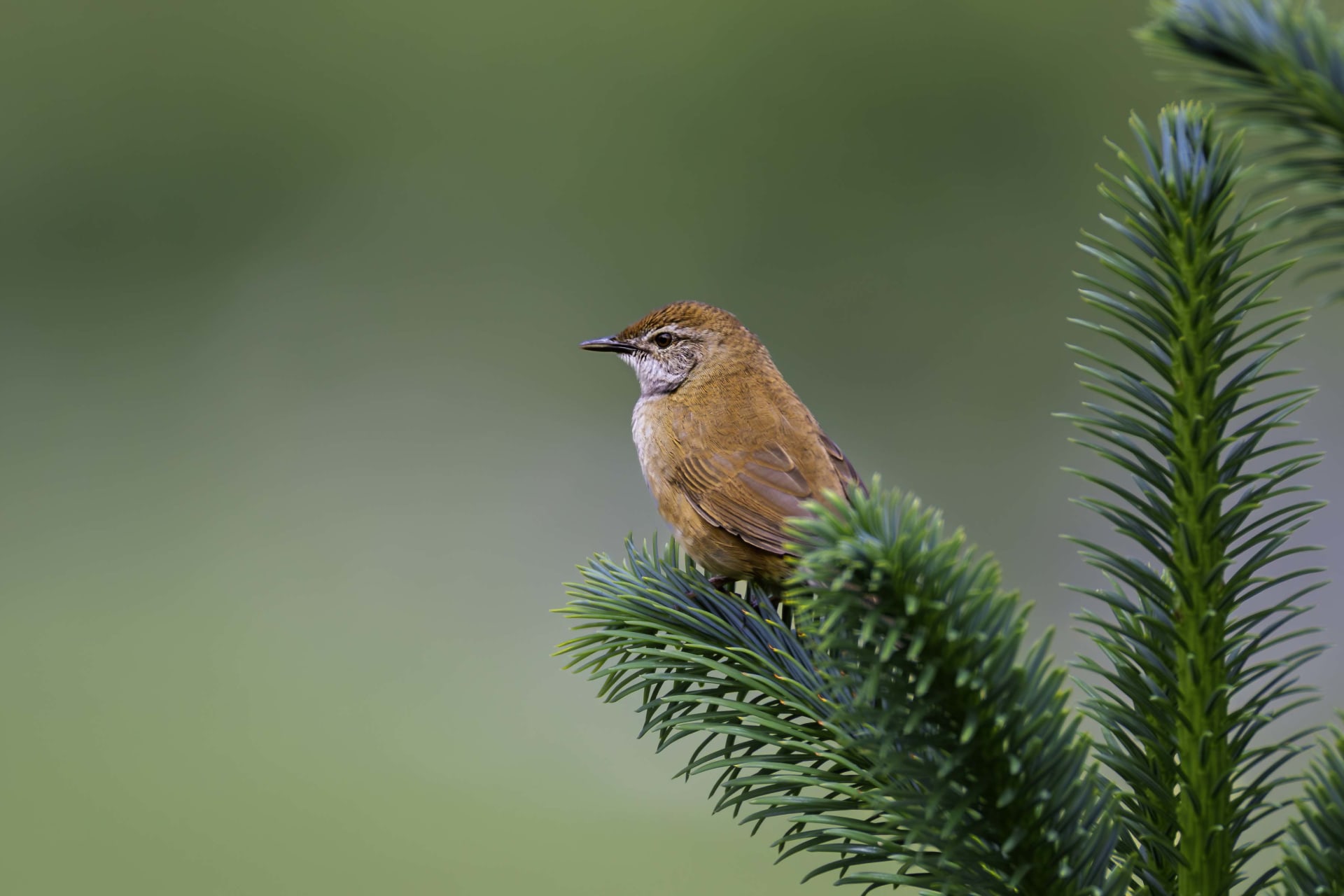 West Himalayan bush warbler