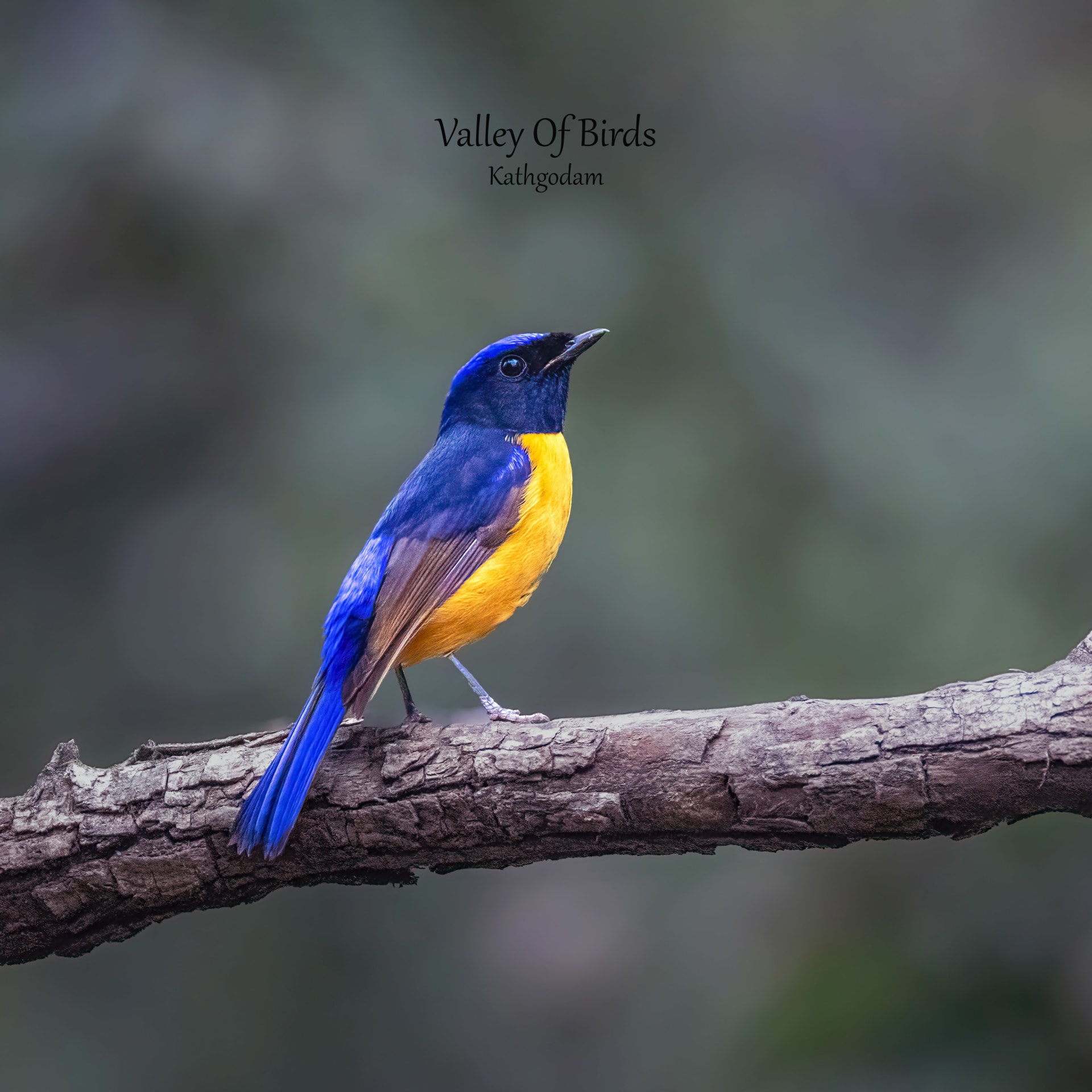 Rufous-bellied niltava | Kathgodam