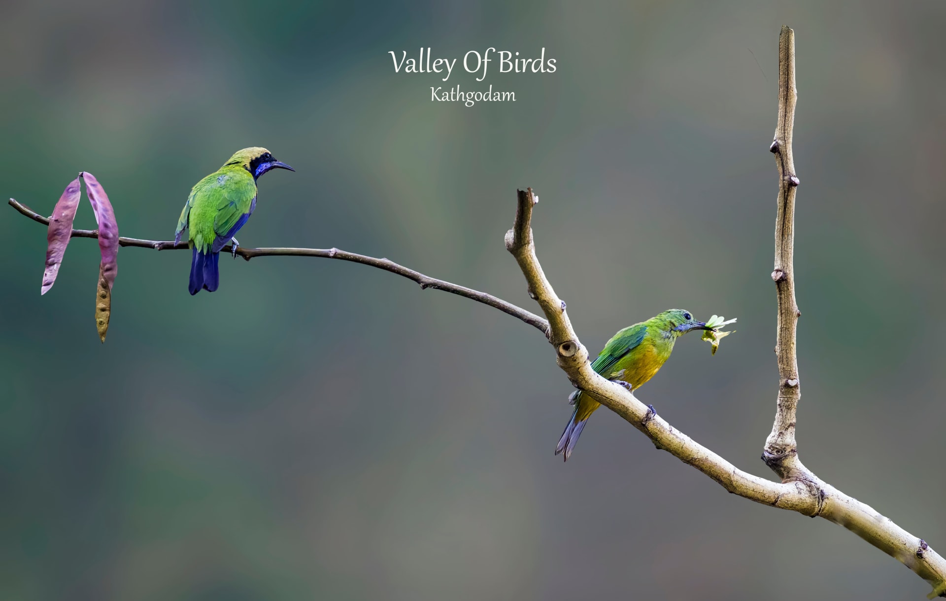 Kathgodam Birding Tour photo 3
