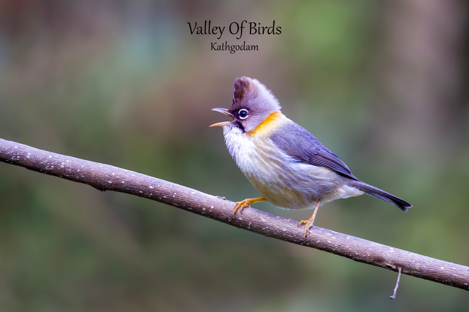 Kathgodam Birding Tour photo 5
