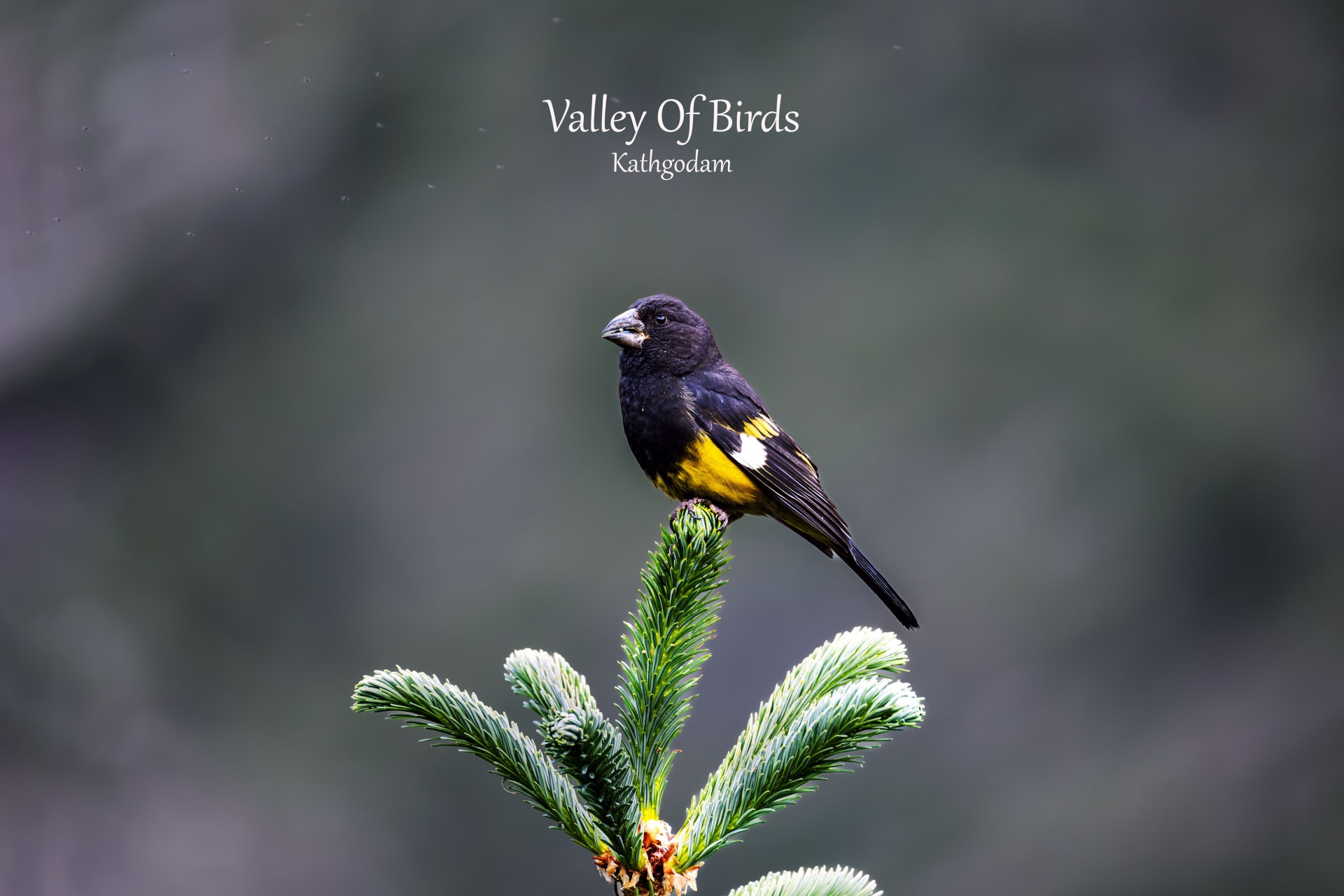 White-winged grosbeak