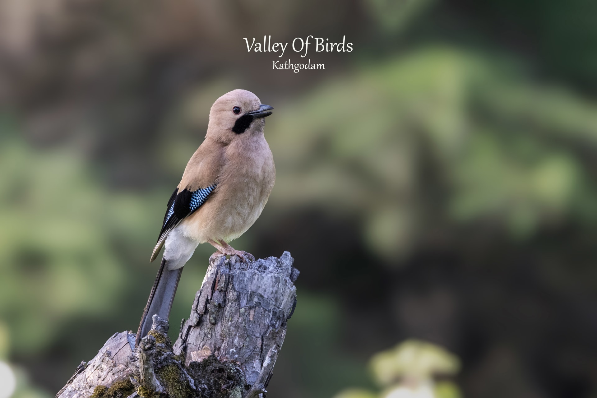 Mornoula Birding Tour
