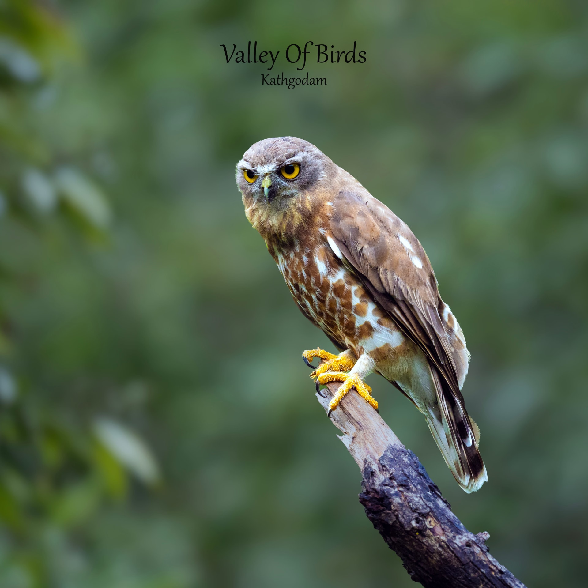 Kathgodam Birding Tour