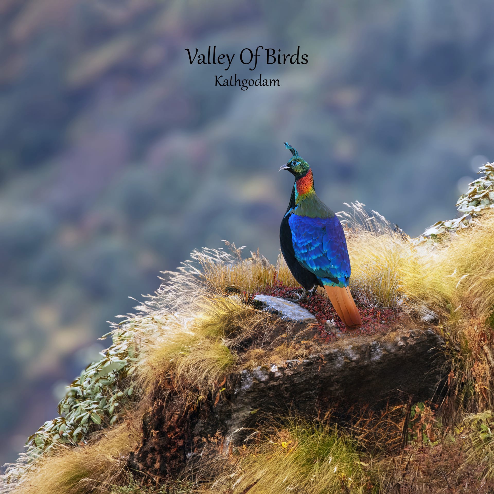 Himalayan monal | Tungnath