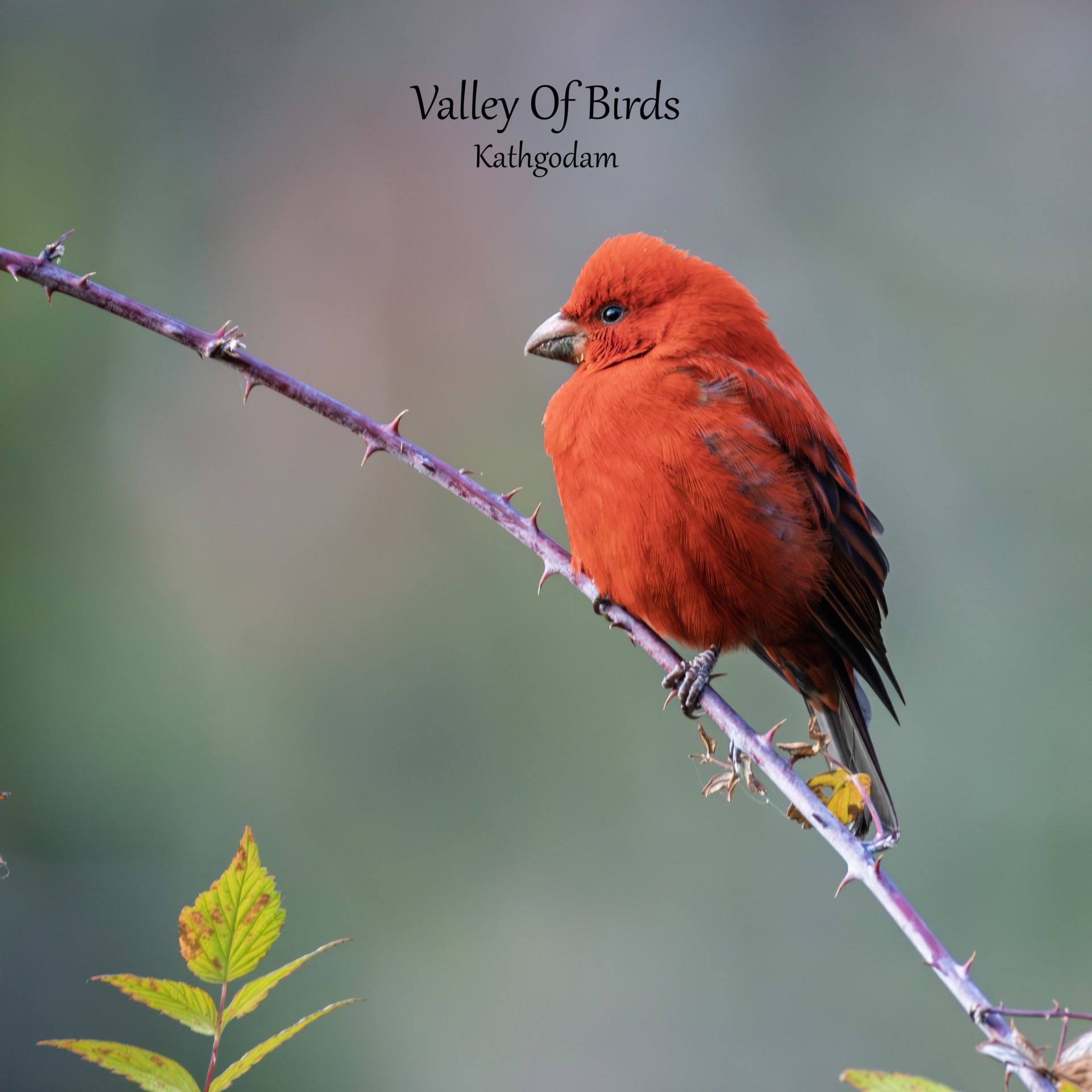 Scarlet finch | Mandal