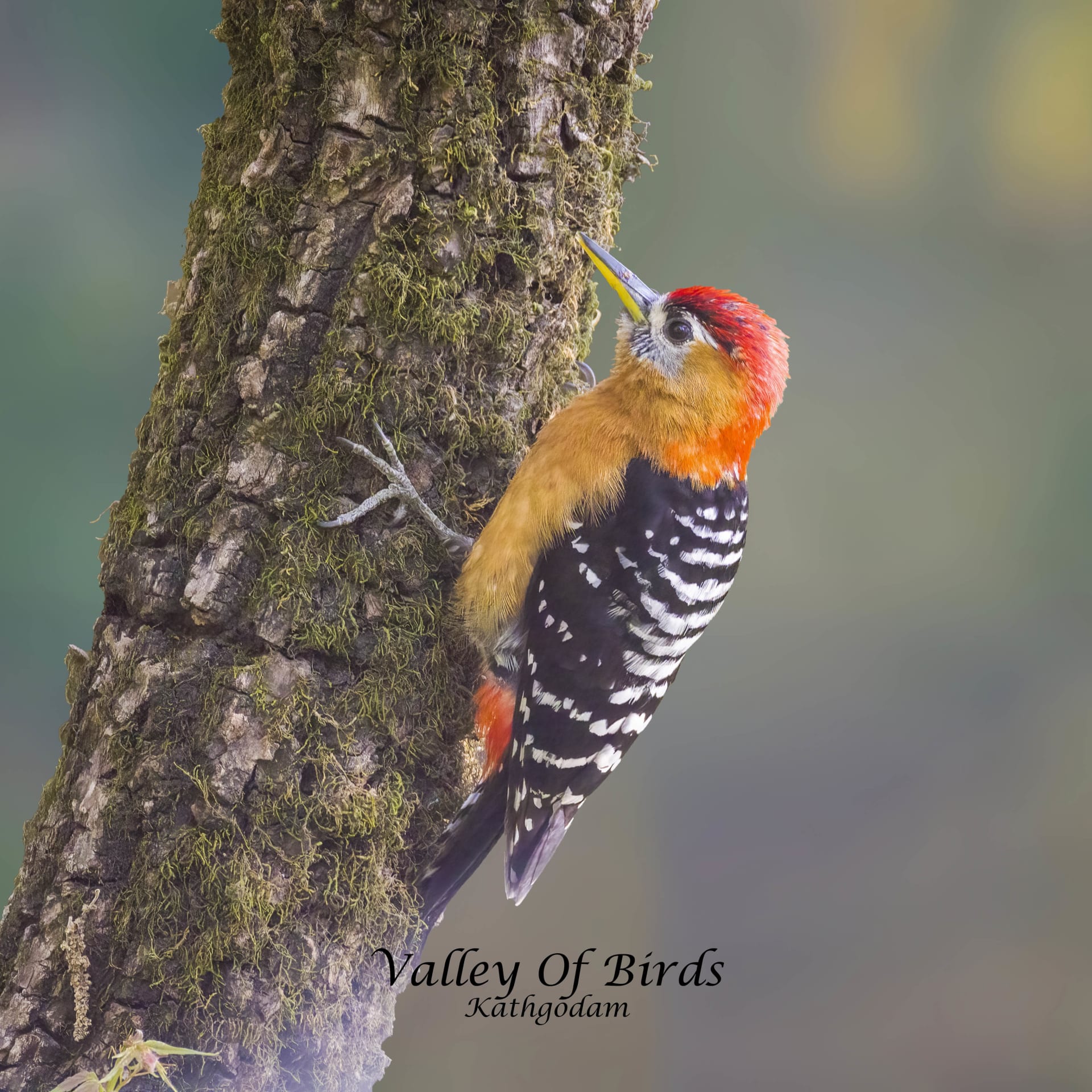 Rufous-bellied woodpecker | Mandal