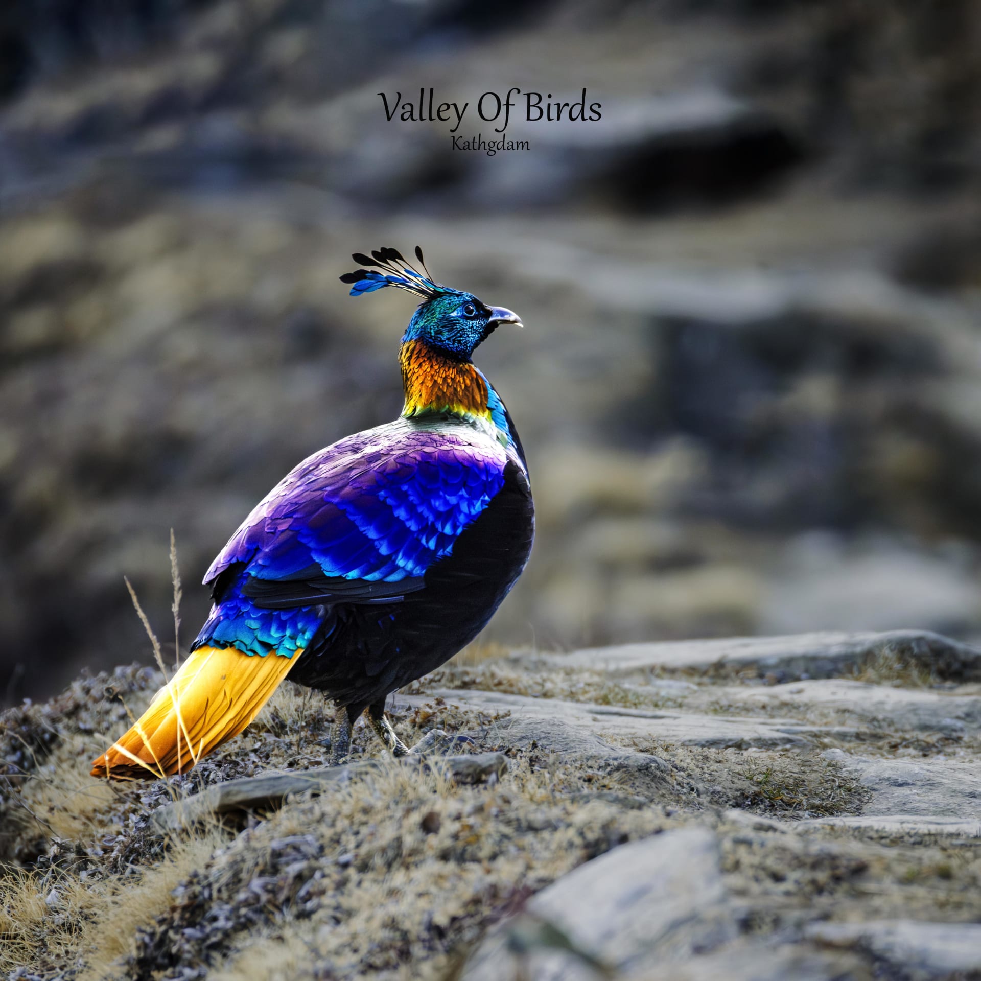 Himalayan monal | Tungnath
