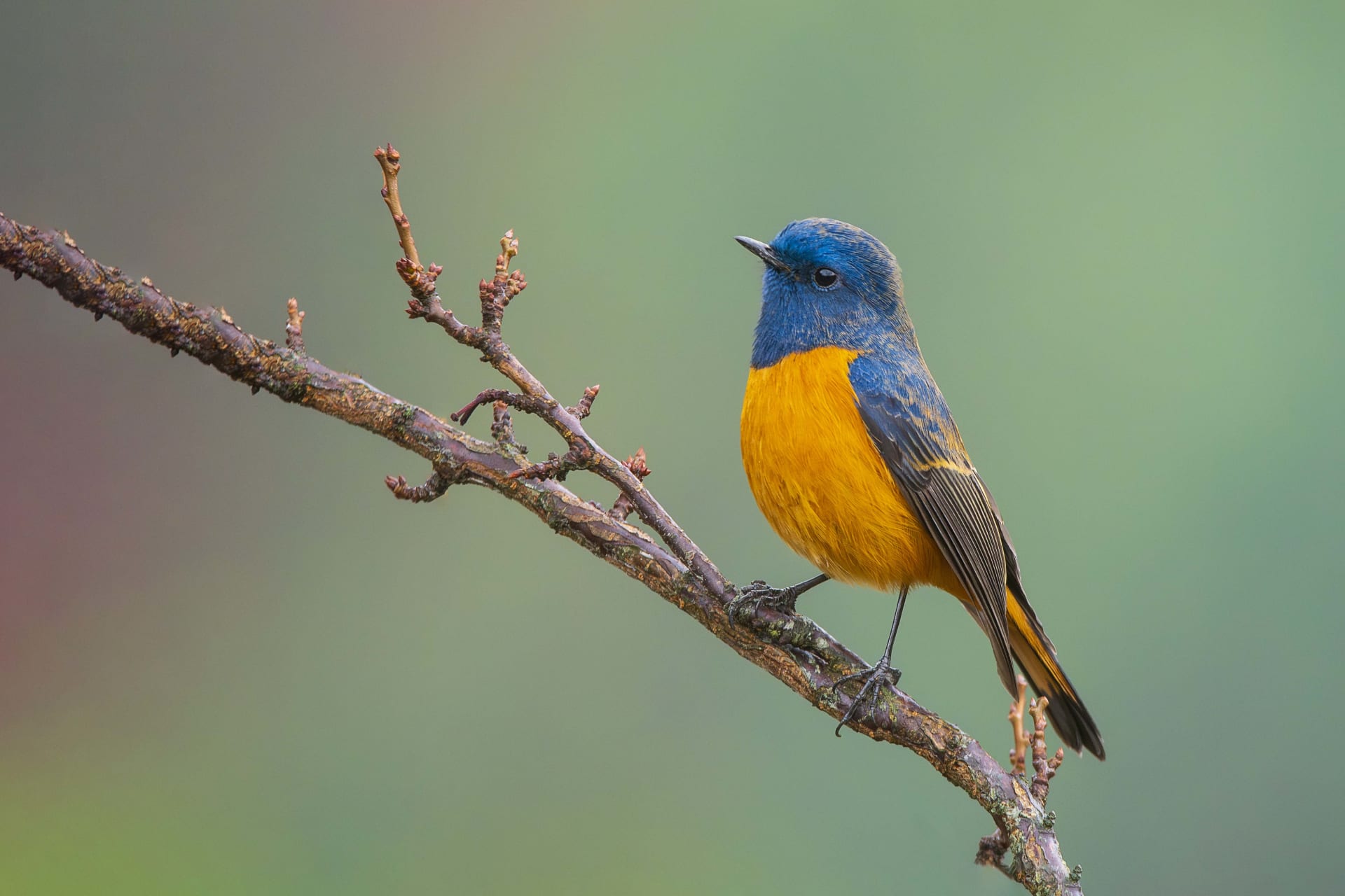 Blue-fronted redstart