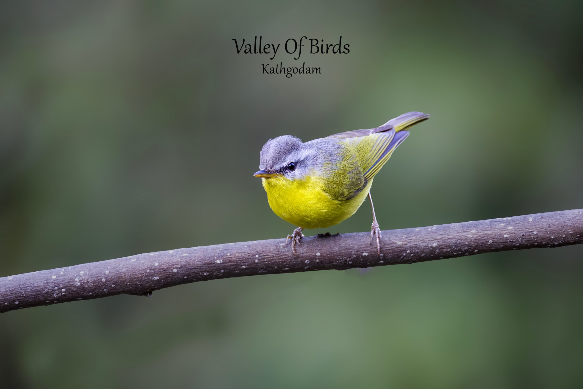Kathgodam Birding Tour photo 6