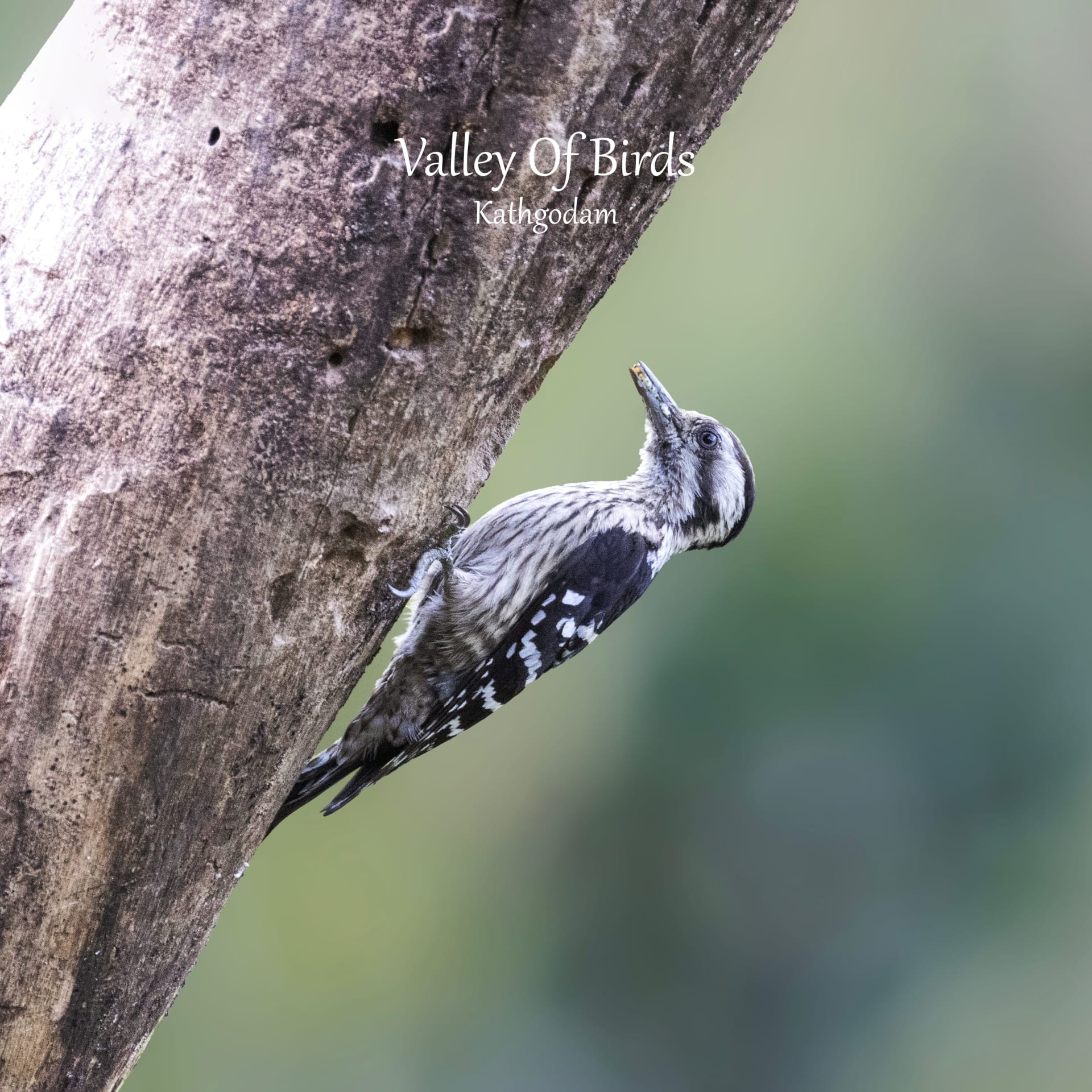 Kathgodam Birding Tour photo 16