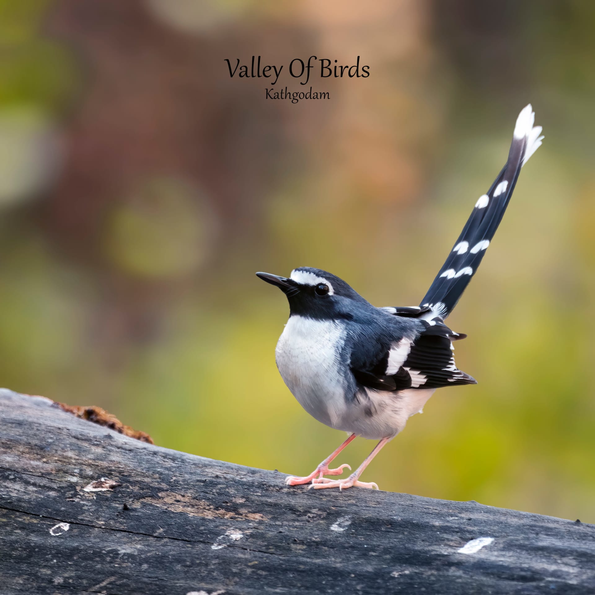 Kathgodam Birding Tour photo 12