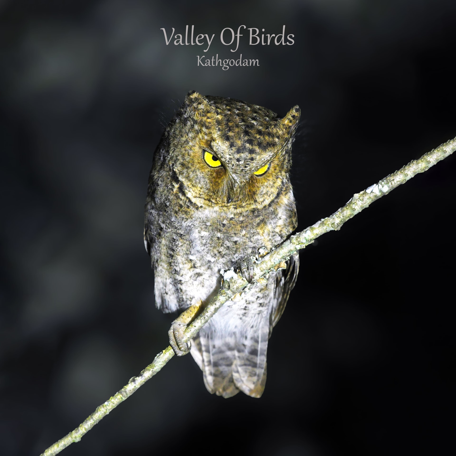 Kathgodam Birding Tour photo 15
