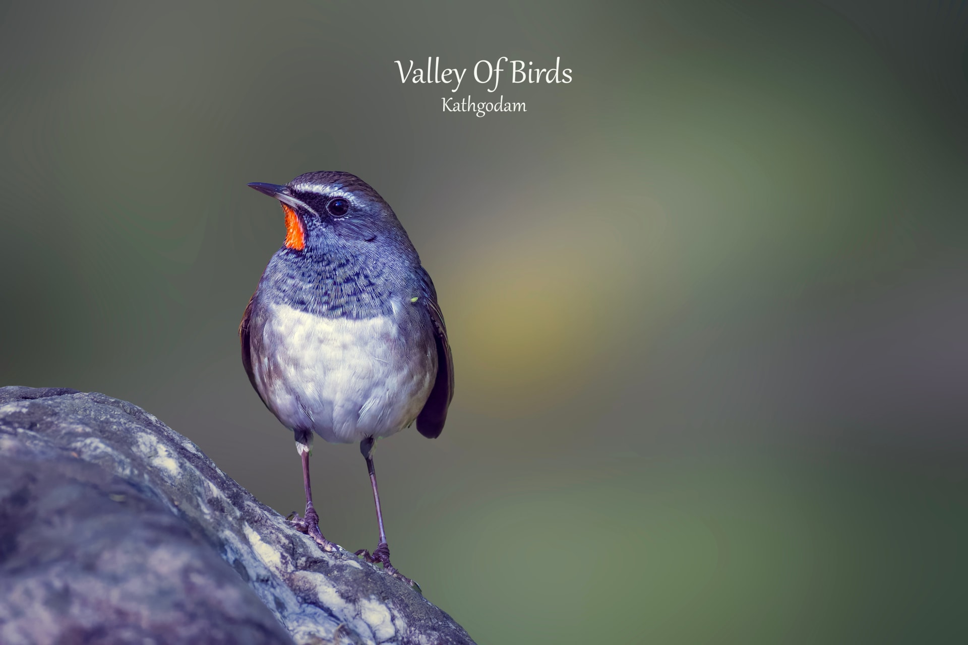 Kathgodam Birding Tour photo 4