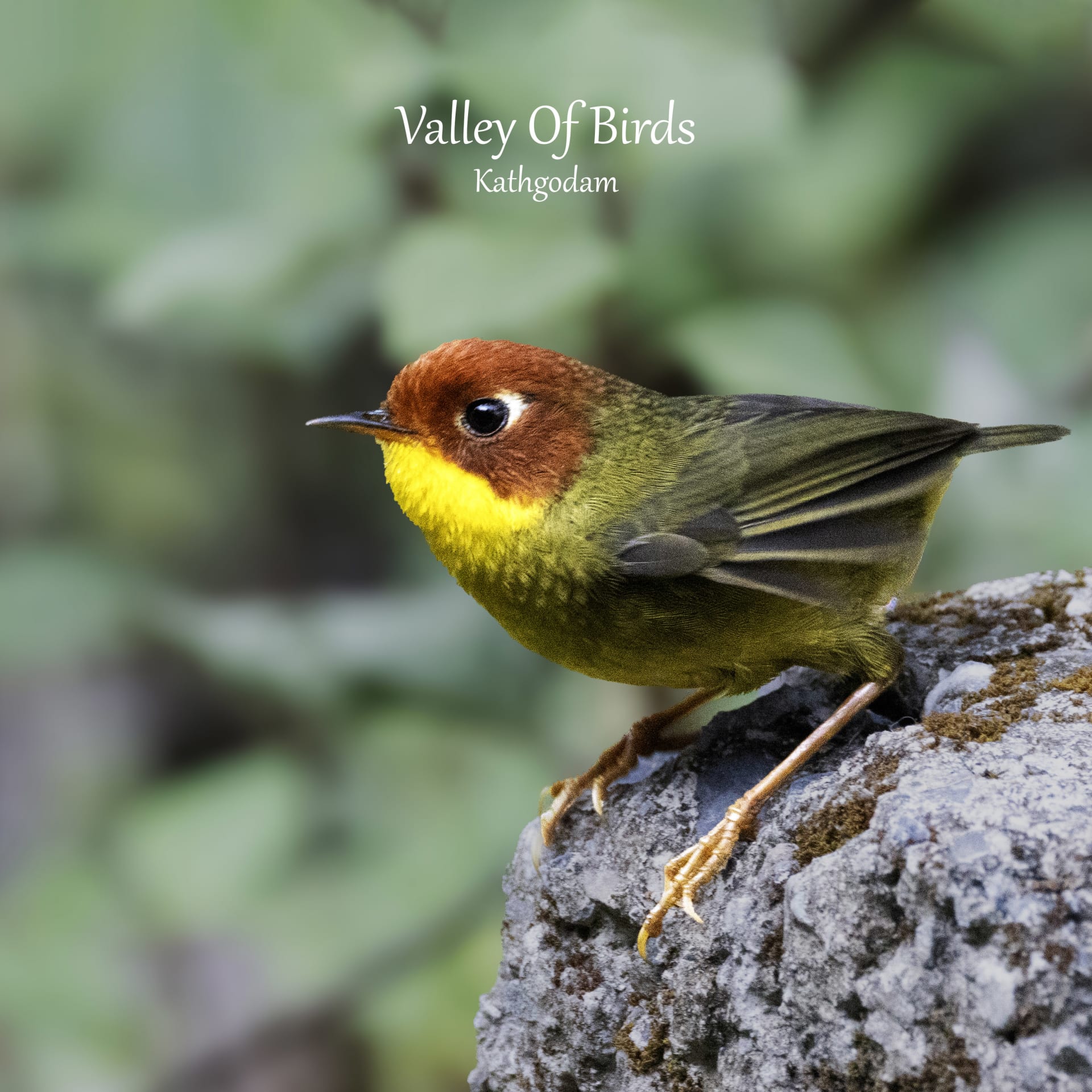 Chestnut-headed tesia | Mandal