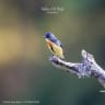 Fire-breasted Flowerpecker