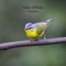 Grey-hooded Warbler