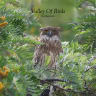 Brown Fish Owl