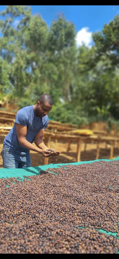 Coffee drying beds at origin