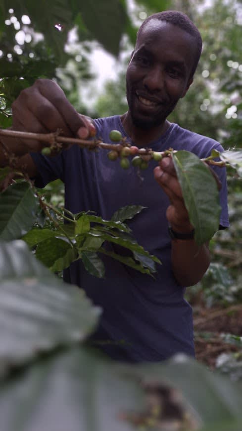 Harvesting coffee cherries at a Kenyan farm