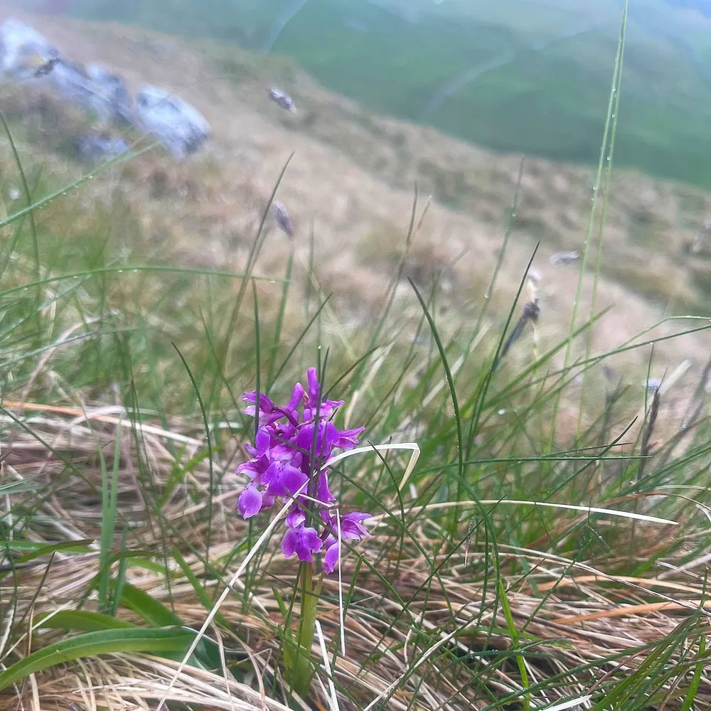 Wildflowers beside the trail