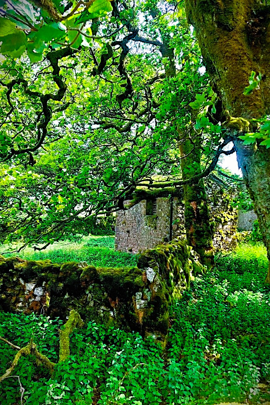 Stone building and trees in the Yorkshire Dales