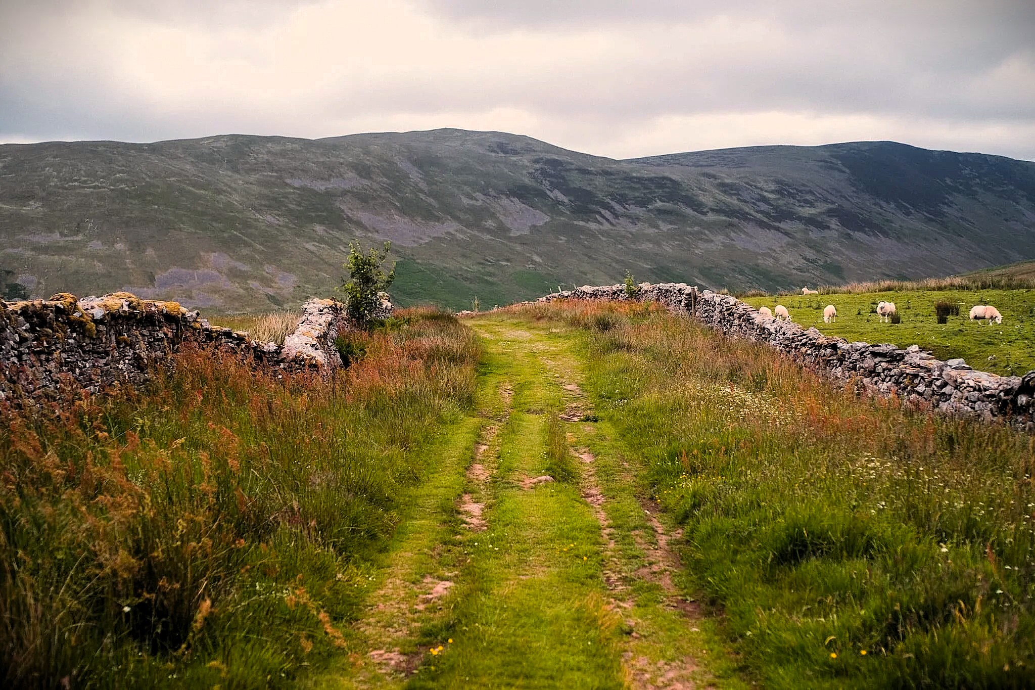 Whernside 3 Dales