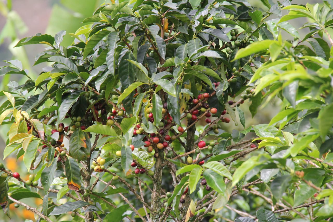 Coffee Tour & Tasting: Local Colombian Finca