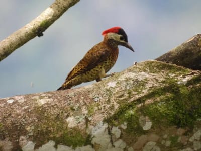 Carpintero de corona roja sobre una rama con musgo, avistamiento de aves en Guatapé