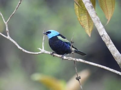 Tangara de cabeza azul posada en una rama cerca de Guatapé, Colombia