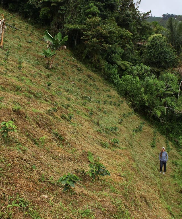 Cafetal en ladera en las montañas alrededor de Guatapé