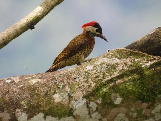 Carpintero de corona roja sobre una rama con musgo, avistamiento de aves en Guatapé