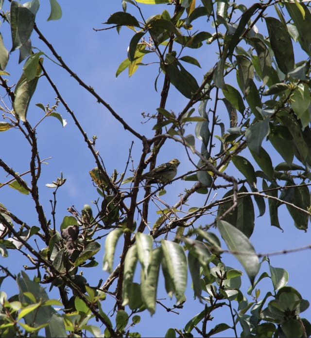 Pequeñas aves en la copa de un árbol con cielo azul, vistas en el tour de aves en Guatapé