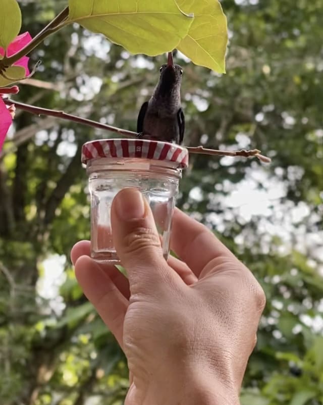 Colibrí tomando néctar de un bebedero en la mano de una visitante