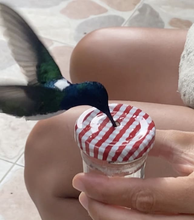 Primer plano de un colibrí tomando néctar, de lo mejor del avistamiento de aves en Guatapé