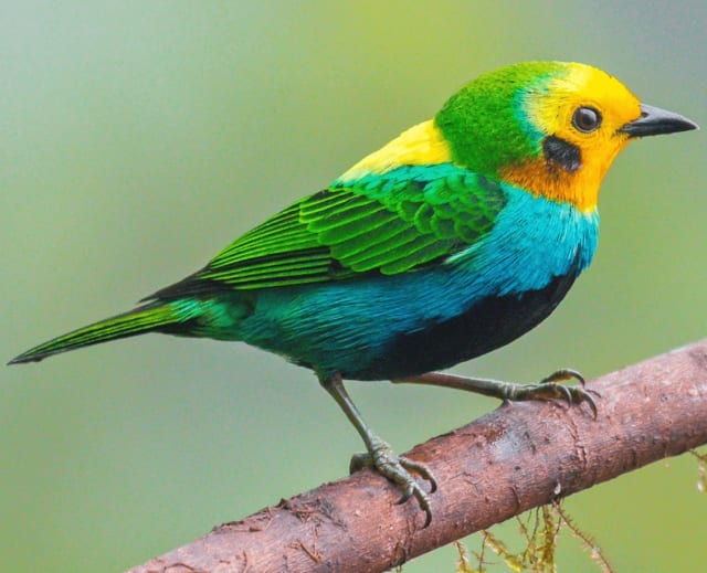 Tángara multicolor, ave que solo vive en Colombia, vista en el tour de aves cerca de Guatapé