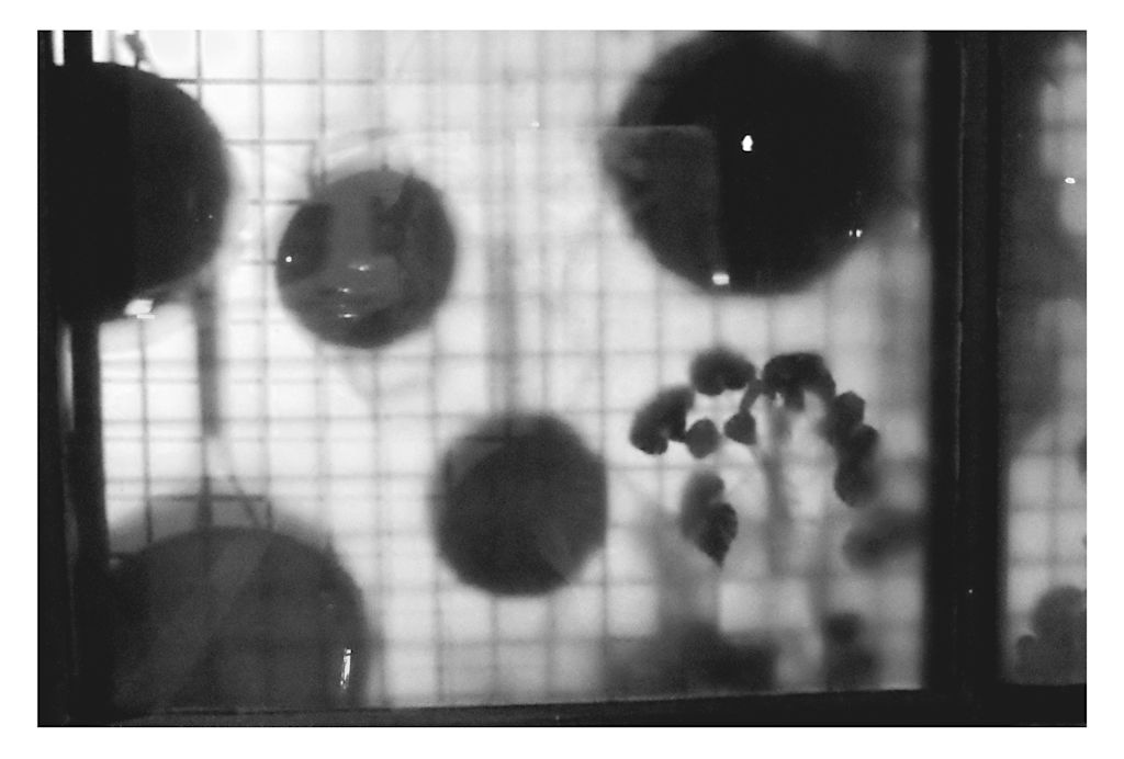 Encounters (Behind the Window)