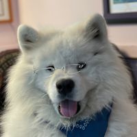 Ian Soe - profile image