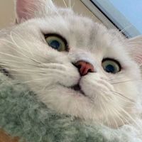 Yue Su - profile image