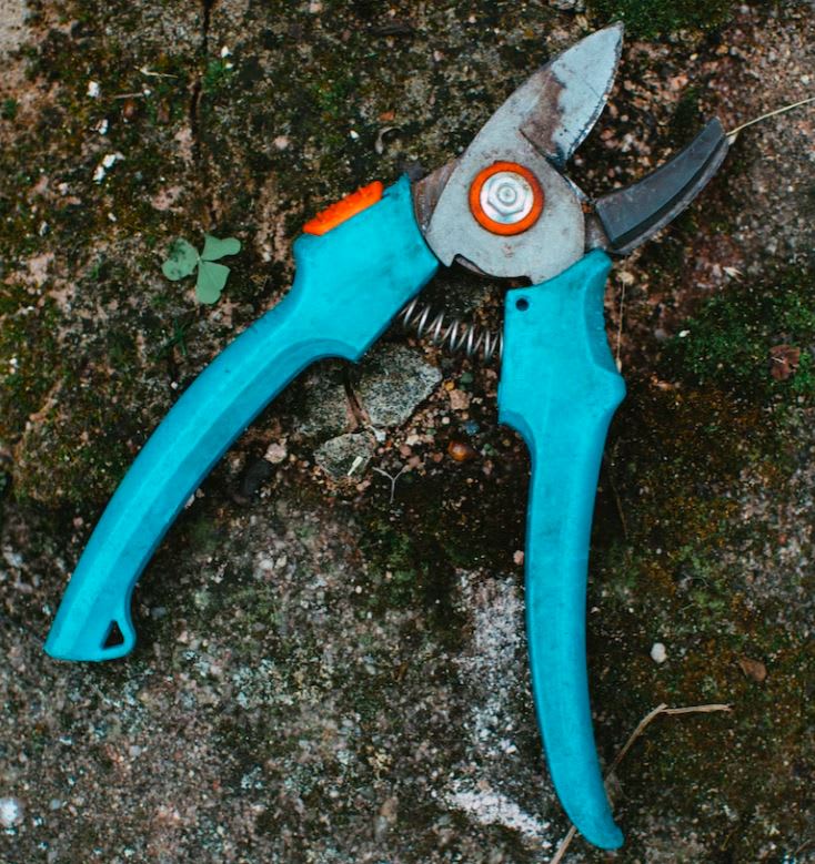 Vintage pair of blue secateurs in need of some TLC