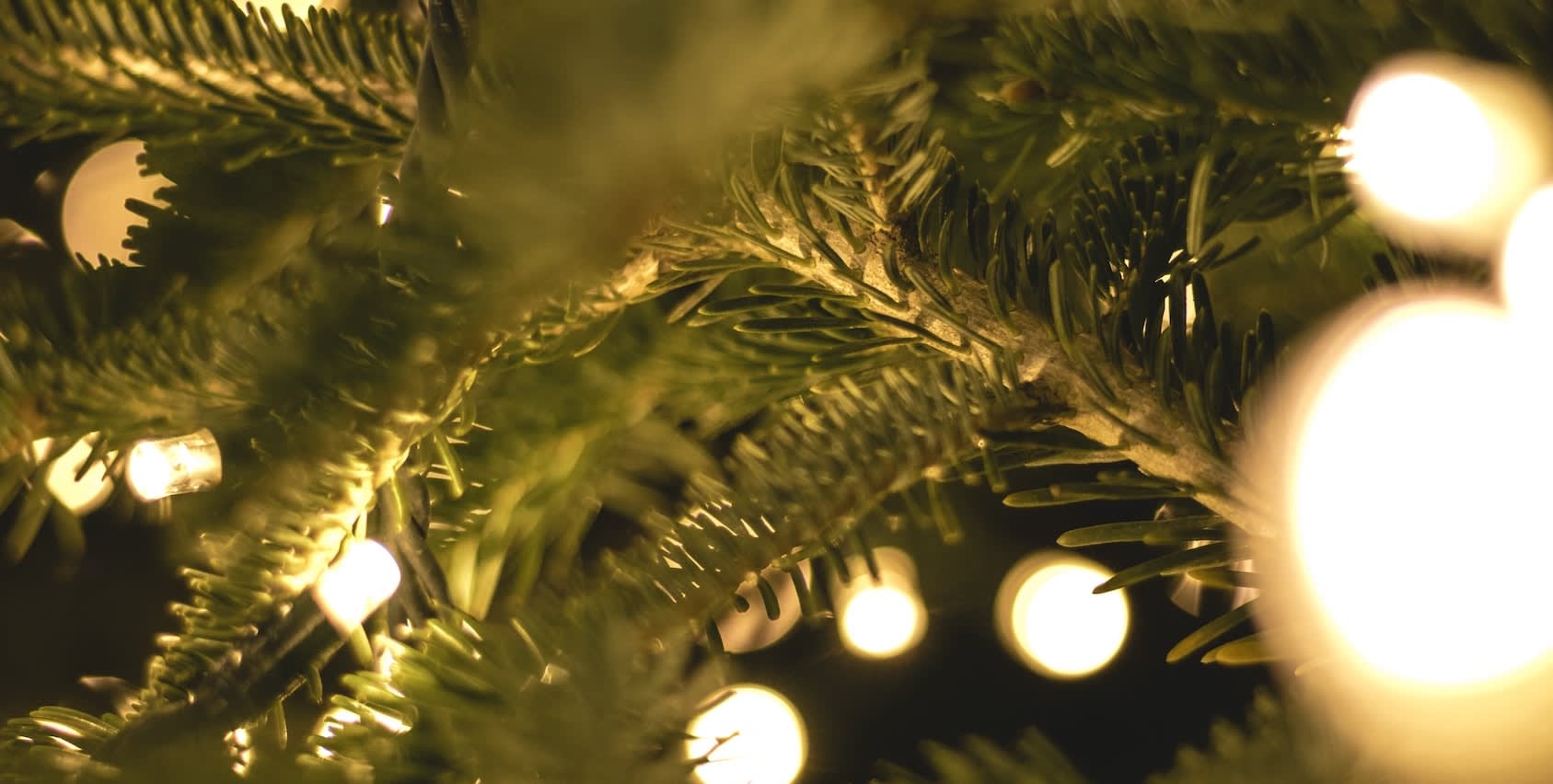 Fairy lights on tree