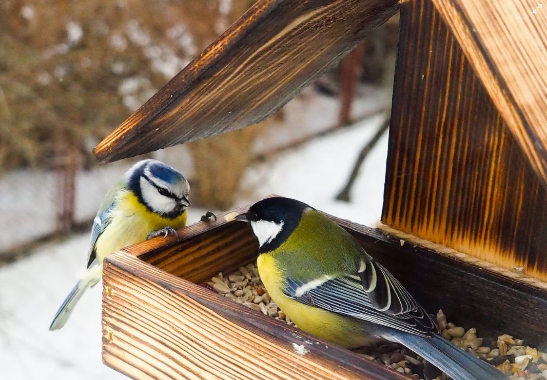 Birds feeding on a second-hand bird feeder