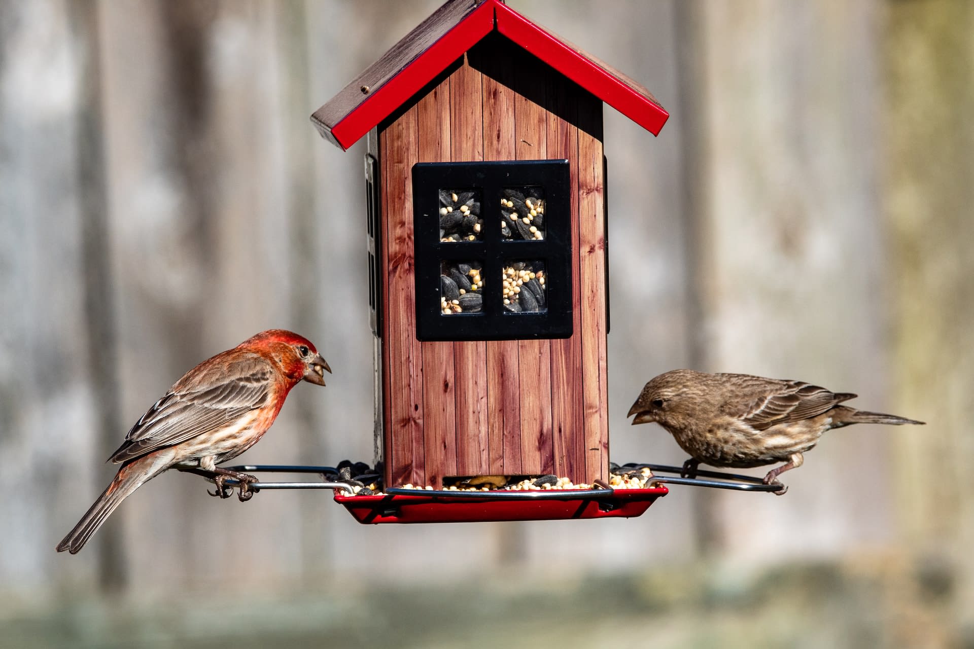 a wooden bird feeder with two small birds